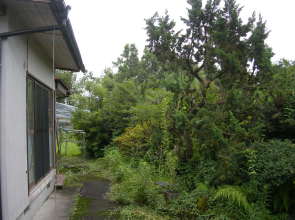 国富町大字八代北俣 5680 南側建物と庭木の写真 田舎住宅で農家使用の畑もある売り物件こゆプランニング