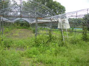 国富町大字八代北俣 5680 東側畑写 真田舎住宅で農家使用の畑もある売り物件こゆプランニング