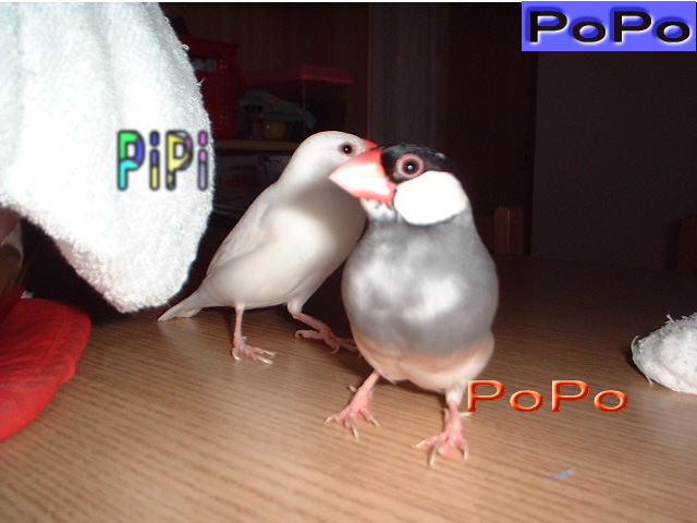 popopipi1