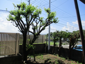 宮崎不動産情報 宮崎 建物 住宅 新築 中古 3601 南側庭写真 宮崎市大字赤江飛江田 不動産情報 人気の平屋住宅 こゆプランニング